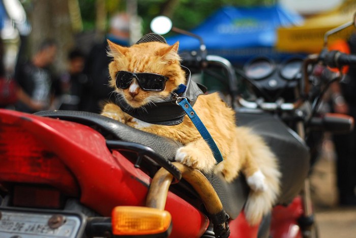 ライダーの格好をしたバイク好きの猫