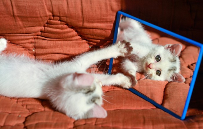 鏡を触る子猫