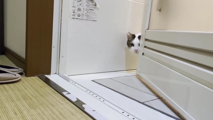 扉から少し覗く猫