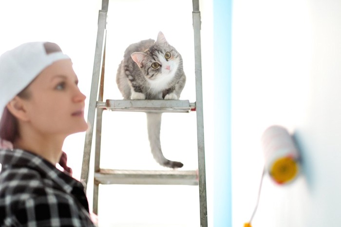 DIYする女性を見つめる猫