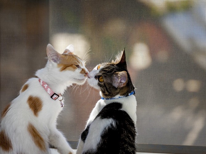 窓辺で鼻を付け合う2匹の猫