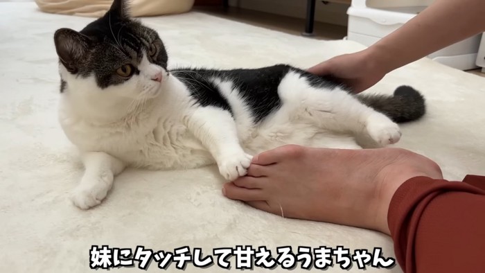人の足にタッチする猫