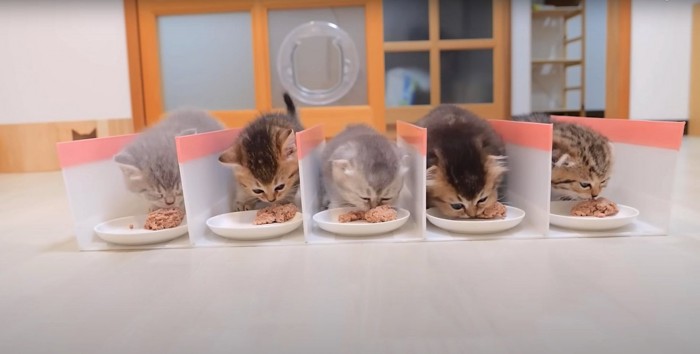 仕切りの中でご飯を食べる子猫たち