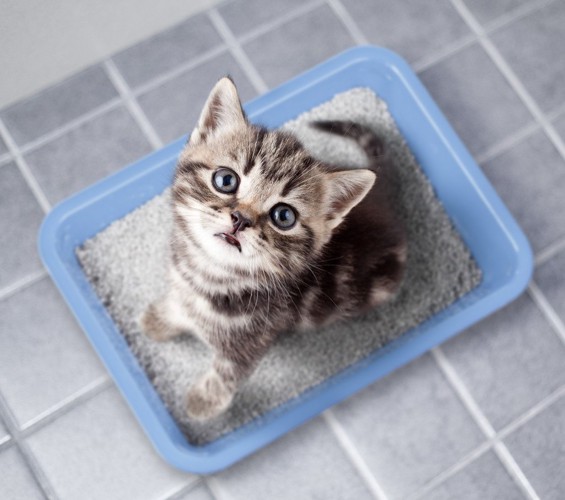 ブルーのトイレで見上げている子猫