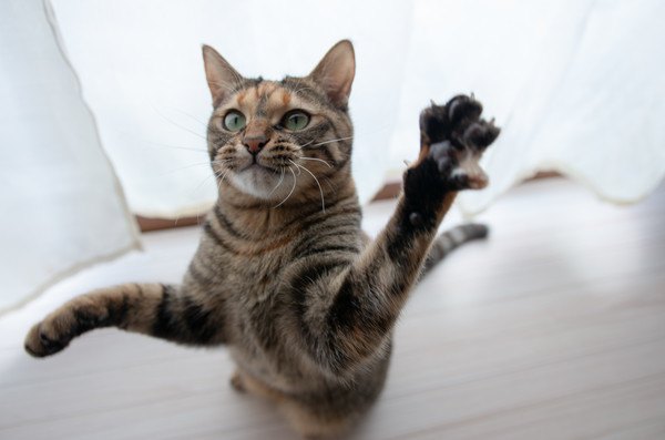 手を挙げて遊ぼうとする猫