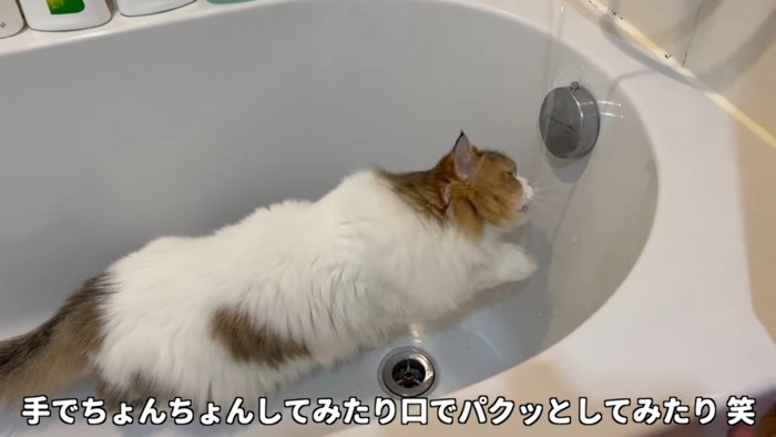 水に顔を近づける猫