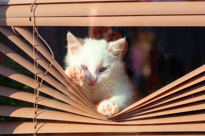ブラインドを下げて外を見る子猫