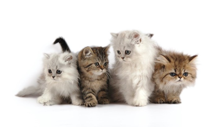 4匹のペルシャの子猫たち
