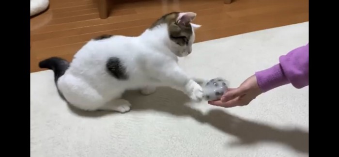 豆大福を触る猫