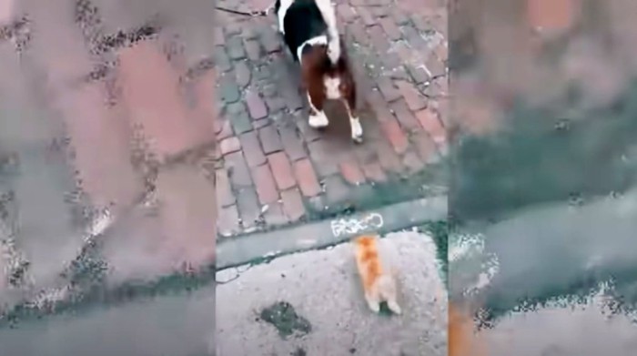 犬の後を走る子猫