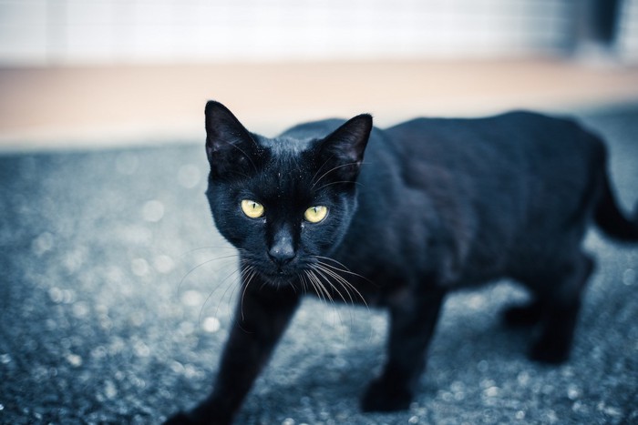 歩いている黒猫