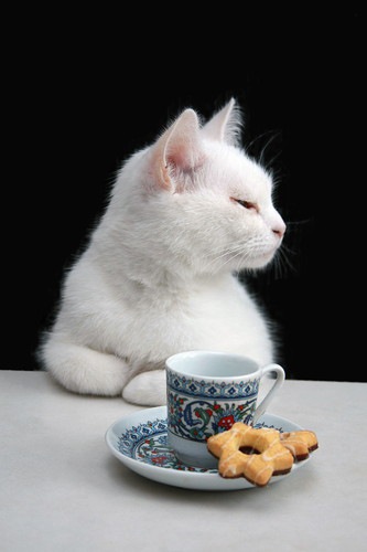 クッキーを食べようとしている猫