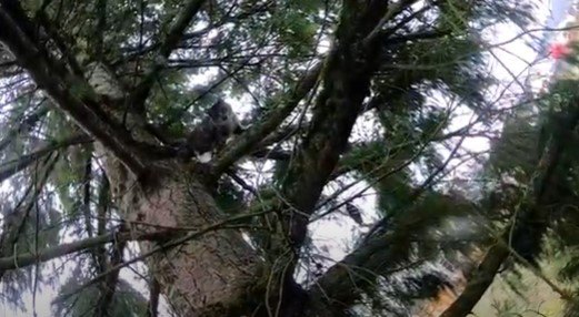 木の上で立ち往生する猫1匹目