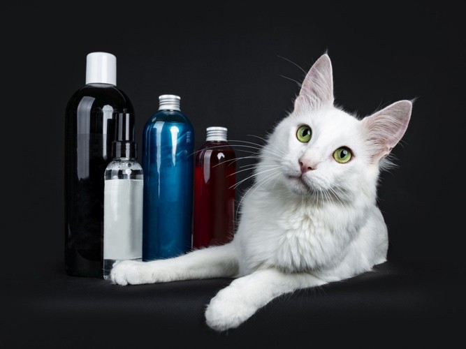 シャンプー剤と猫