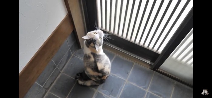 玄関で見上げる猫
