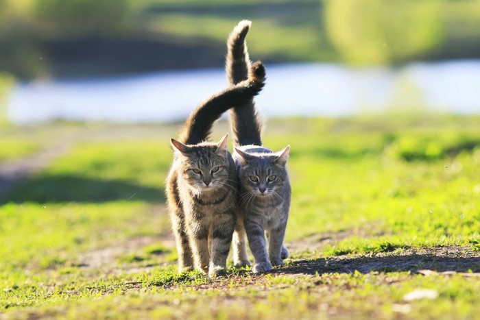 くっついて散歩をする猫達