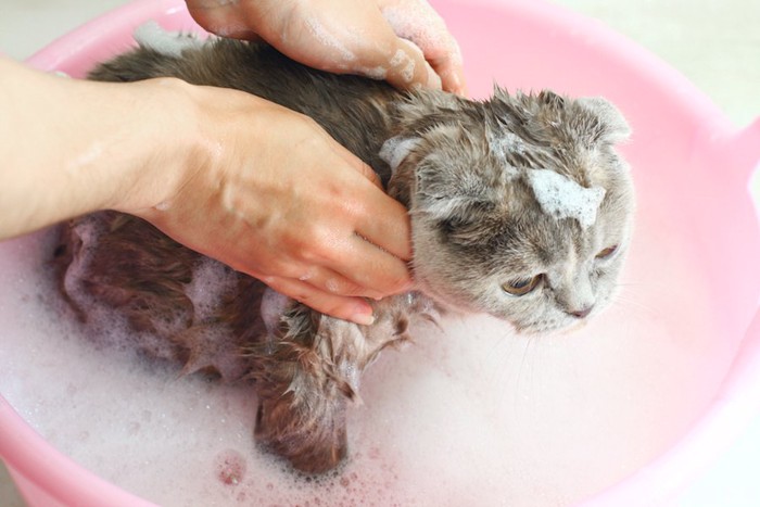 洗面器に入ってシャンプーされている猫