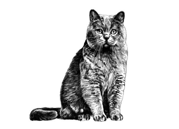 正面から見た猫のデッサン画