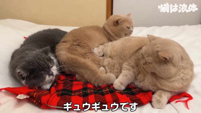 横になる3匹の猫
