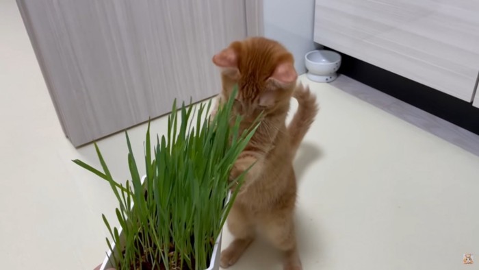 猫草の入ったプランターを覗く猫