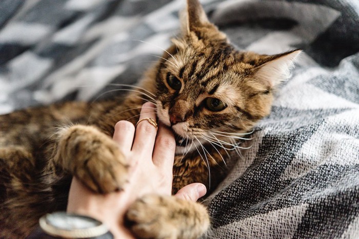撫でる飼い主の手を噛む猫