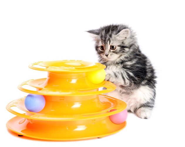 amazonにありそうな動くボールのおもちゃで遊ぶ子猫
