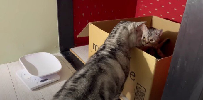 箱の中を覗く猫