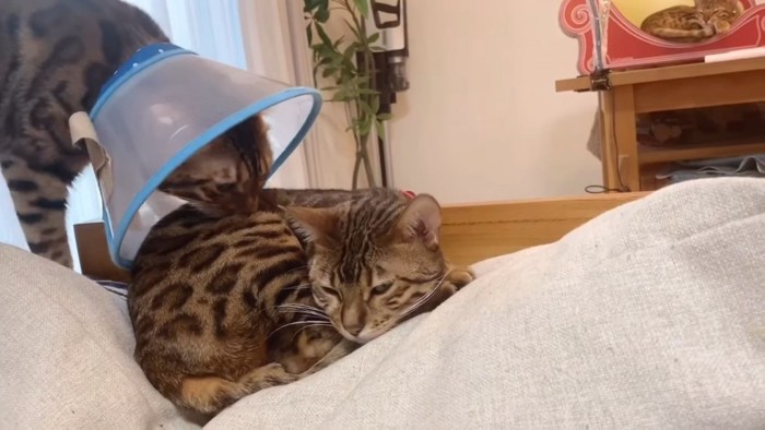 寝ている猫に顔を近づける猫