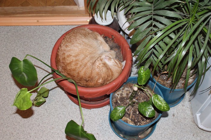 植木の中で丸くなった猫
