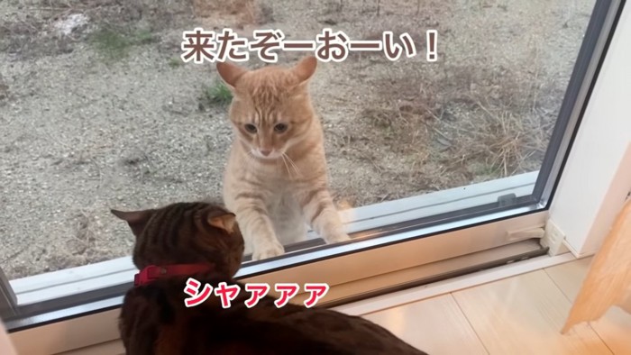 外にいる猫と赤い首輪の猫