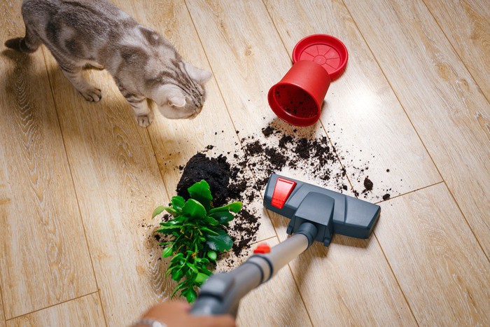 植木鉢を落とした猫と掃除機