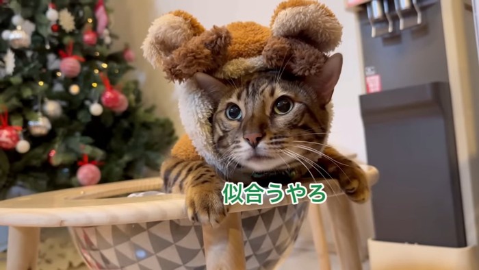トナカイの衣装を着た猫