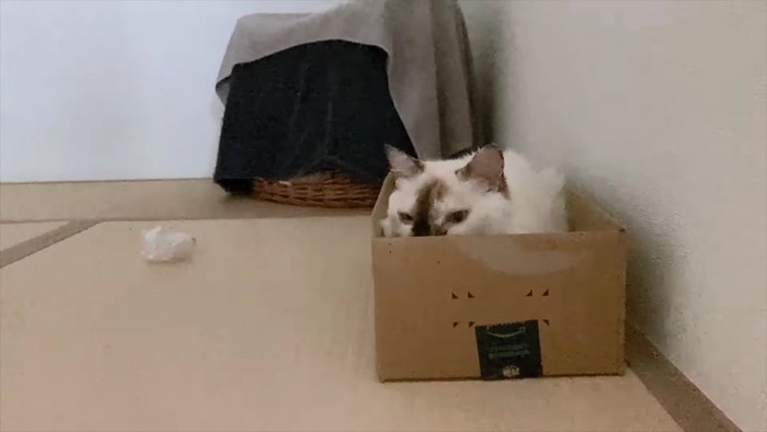 箱の中の長毛猫