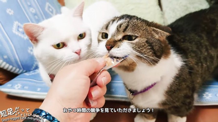 おやつを食べる2匹の猫