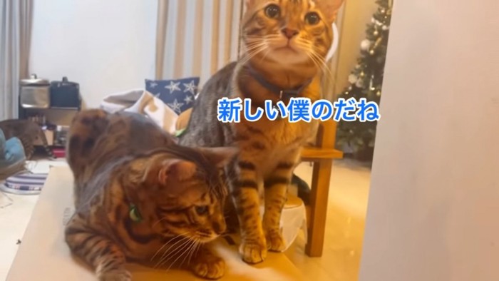 座る2匹の猫