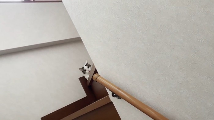 階段の上から顔を覗かせる猫