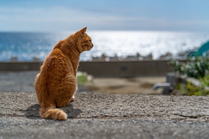 海辺で座る猫