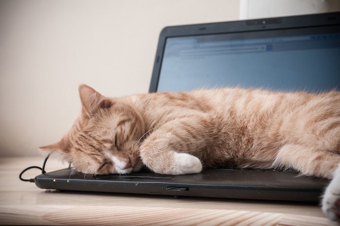 パソコンの上に乗って眠る猫