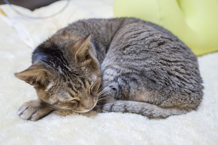 毛布の上で丸くなって眠る猫