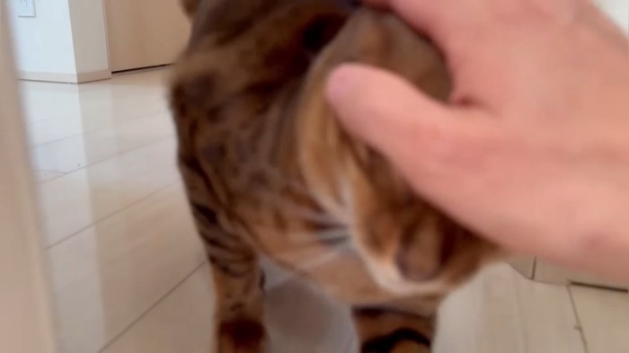 頭を触られる猫