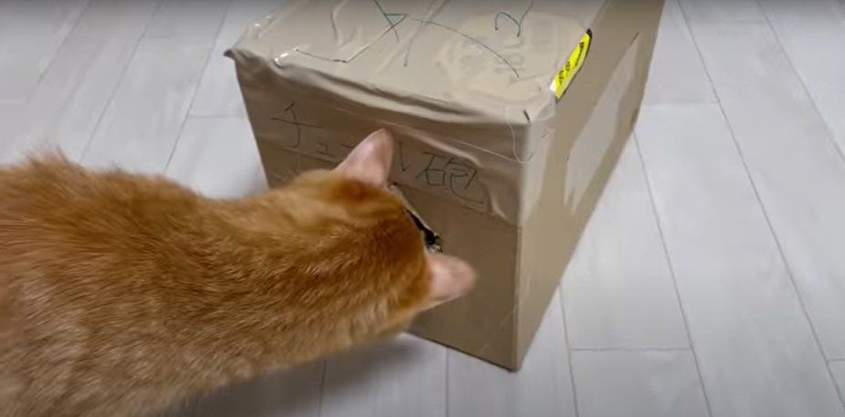 箱の穴を除く猫2