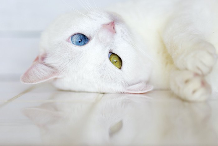 寝転がっているオッドアイの白猫