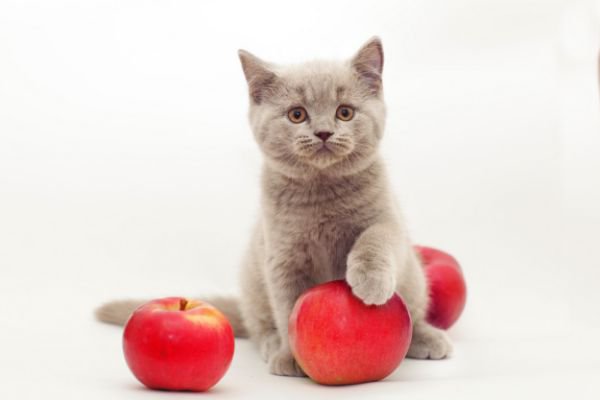 りんごを触る子猫