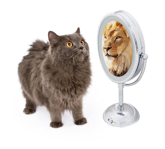 鏡に映るライオンを見るたてがみのあるグレーの長毛猫