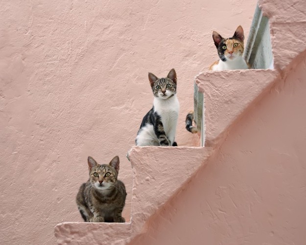 階段でシンクロする猫達