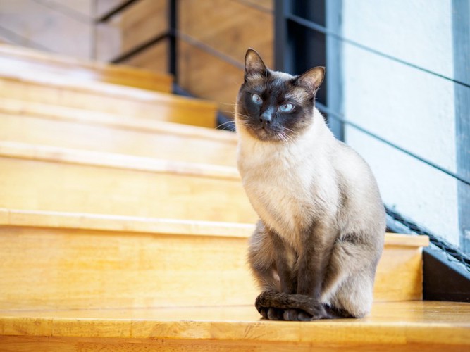 尻尾を足に巻きつけて階段の途中に座る猫