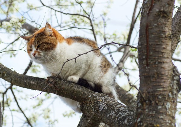 木の上に登った三毛猫
