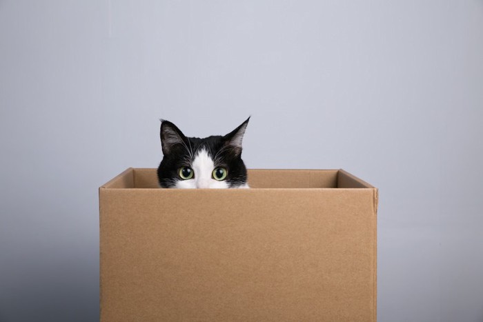 箱の中に入って顔を出す猫