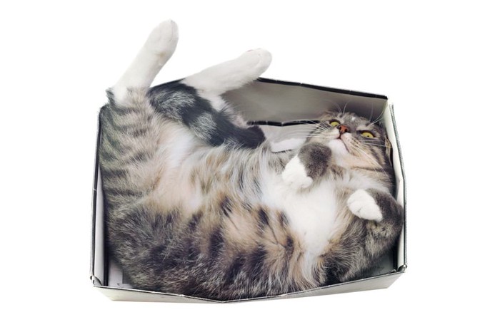 箱の中で眠る猫