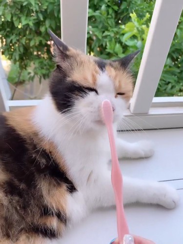 鼻に歯ブラシを当てられる猫